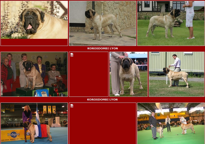Owner kennel "MASTIFFHILLS"