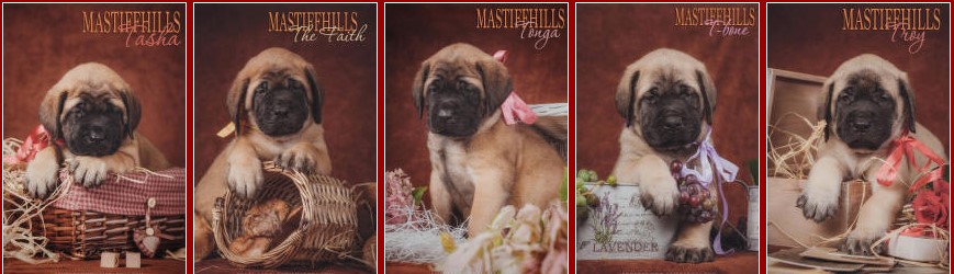 МАСТИФ, АНГЛИЙСКИЙ МАСТИФ - ПИТОМНИК МАСТИФ ХИЛЛ